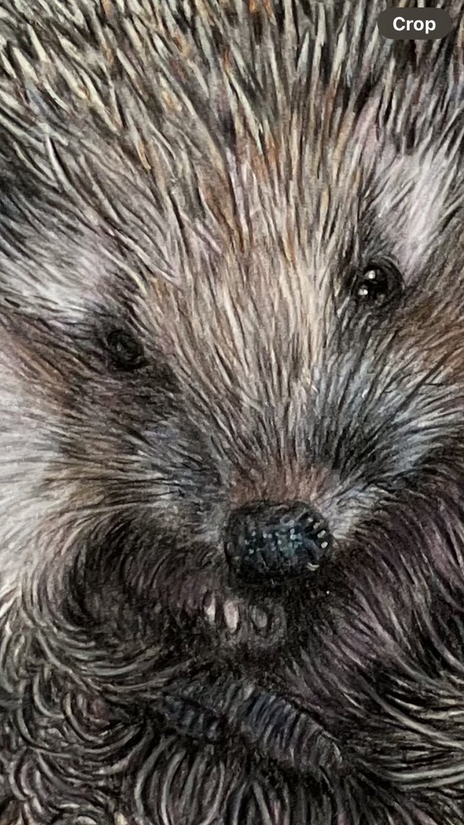 studio22artz's tweet image. Zoomed in on a section of one of my hedgehog drawings. What a cutie. Should have the scan back from the printers next week at some point. #art #drawing #hedgehog #colouredpencilart