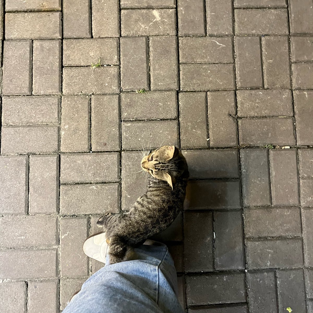 iwonyo___o's tweet photo. mungkin celana aku ada bau bau whiskasnya gt jadi ketempelan mulu…….? https://t.co/HgX0tJmKYE
