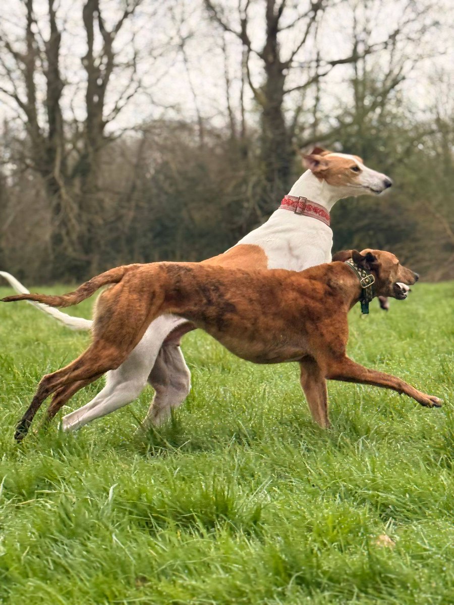 Yips is a happy, sweet natured, gentle girl who has a very soft, gentle side and loves affection and cuddles from all her human friends.

She is easy on the lead, clean in her kennel and just a super all round girl who just wants to please and be loved.

gspca.ie/pages/pet/yips
