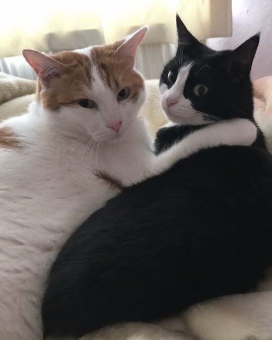 professional cat-ifyer of the HR cast tweet media