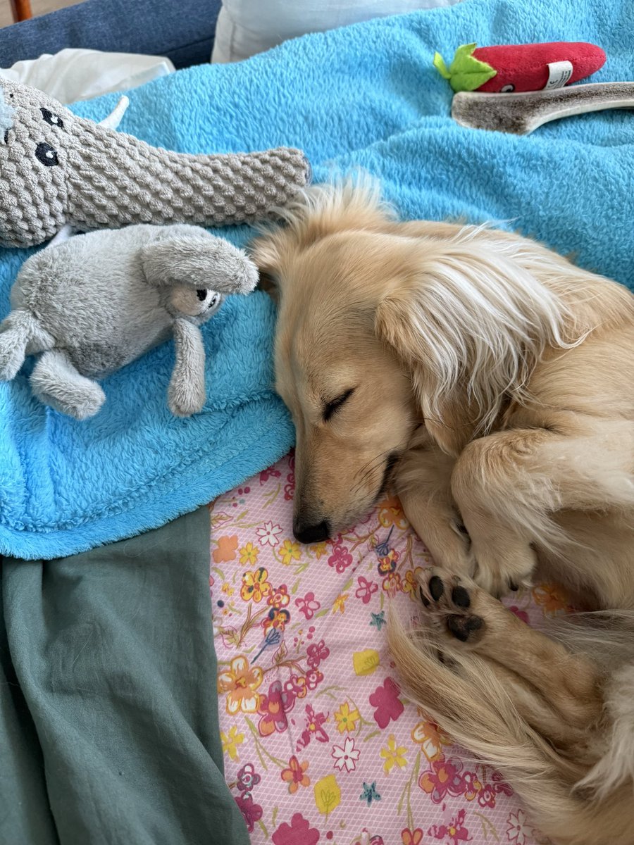 Jette (Ministerin für Fressangelegenheiten) tweet media