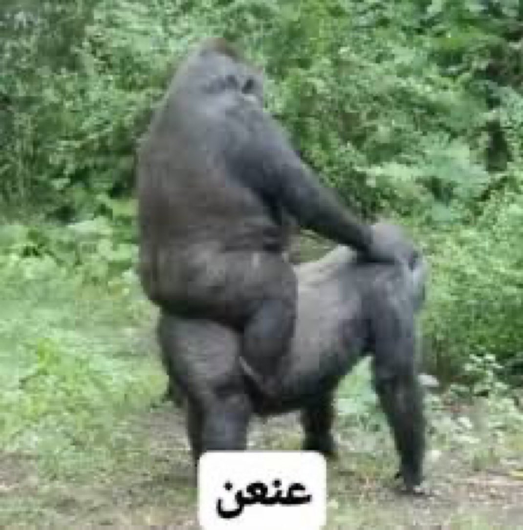 S.A 🩶 tweet media