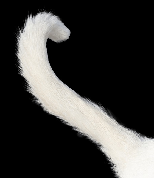 𝓐 𝓐𝓼𝓱𝓮𝓷𝓰𝓻𝓸𝓽𝓽𝓸 tweet media