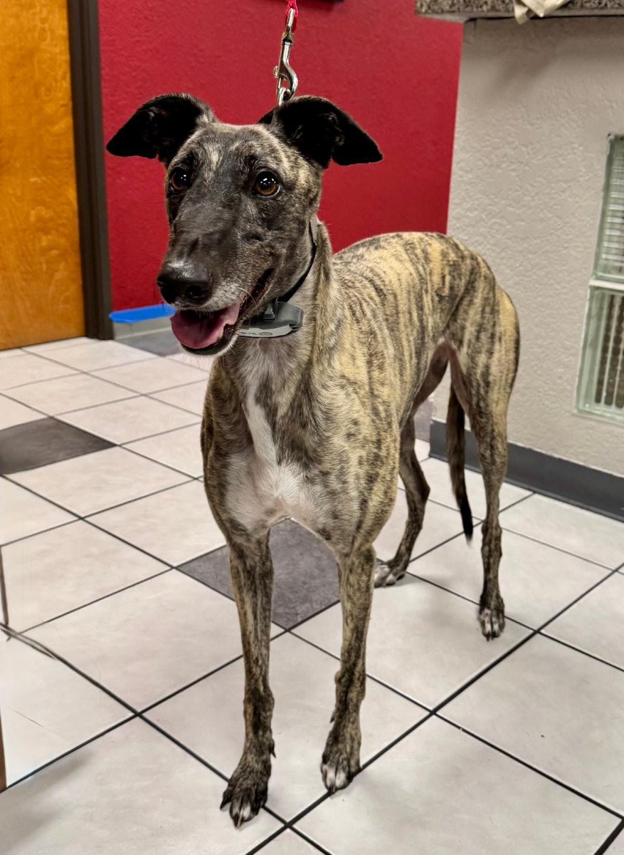 GaltxOrg's tweet photo. G’day to our newest Aussie arrivals🐾

Carl, Helen, Will, Tiger, Suzie &amp; Penny have arrived from Australia and are settling into foster homes after a warm (and wet!) welcome.

Huge thanks to the volunteers who made it happen.

Welcome, to TX 🤠

#GALT #Greyhounds #AdoptAGreyhound https://t.co/JopiZPBQQD