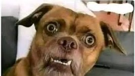 Whistle Blower UG tweet media