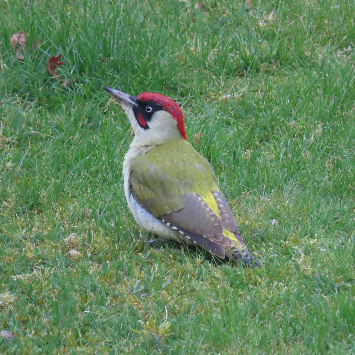 Urbanponds101 tweet media