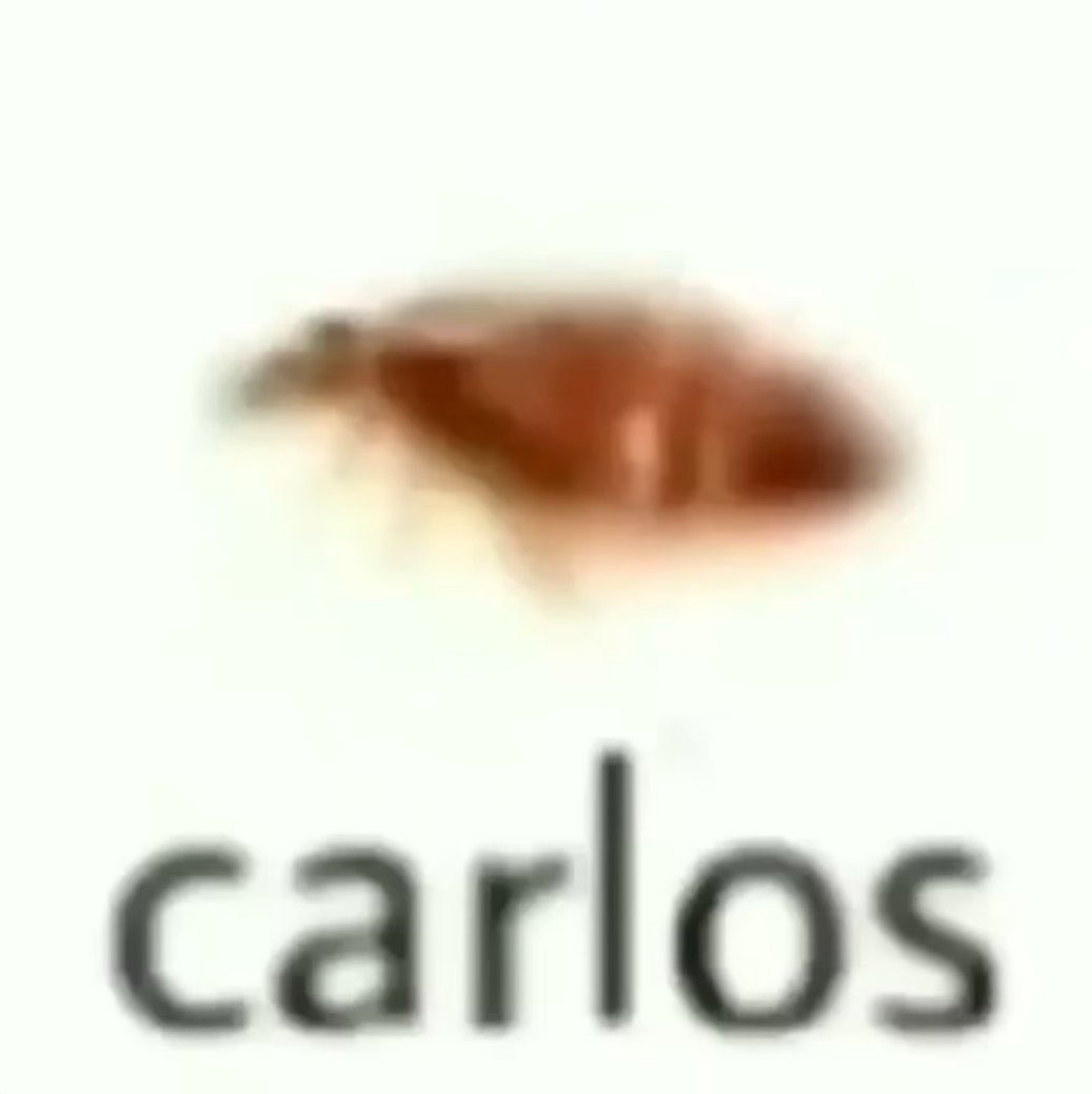Crowo 🦐 tweet media