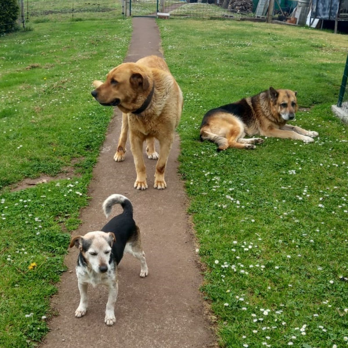 SOS Abuelos tweet media