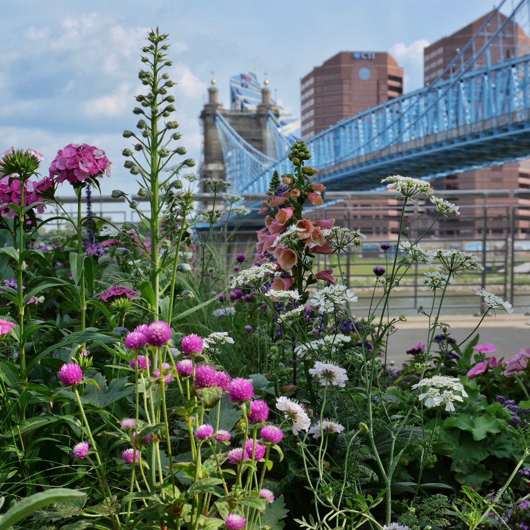 CincyParks's tweet photo. Thank you to everyone who voted for Smale Riverfront Park in the @10best contest for Best Riverwalk in the country! We are excited to announce that Smale Riverfront Park placed 2nd! https://t.co/nu3ckkxKvZ