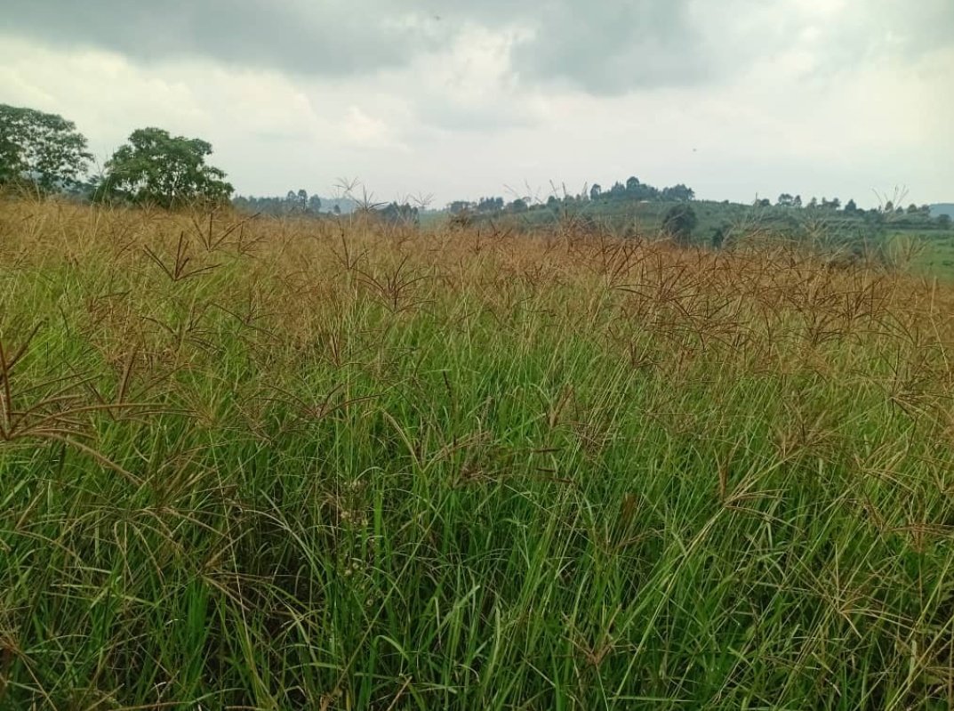 Itungo dairy farm tweet media