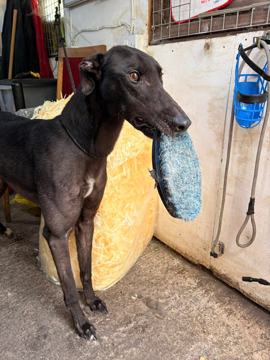 mo_racing's tweet image. Some pics from today Betrayl pinching the brush of Ellie, Traitors Dunit resting his head on Roulette and Alone all Alone ready for her trial #today @Monmoredogs @gbgb