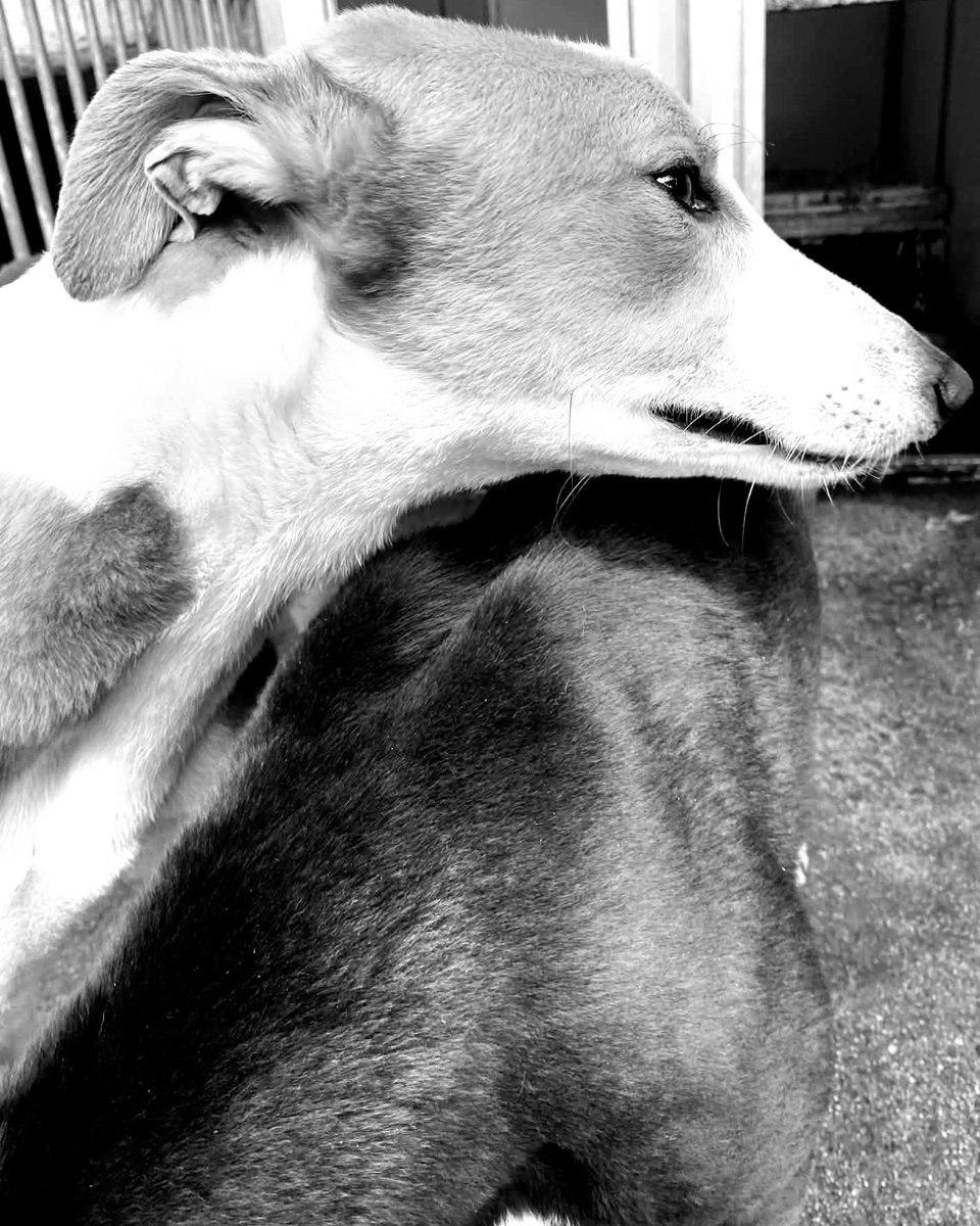 mo_racing's tweet image. Some pics from today Betrayl pinching the brush of Ellie, Traitors Dunit resting his head on Roulette and Alone all Alone ready for her trial #today @Monmoredogs @gbgb