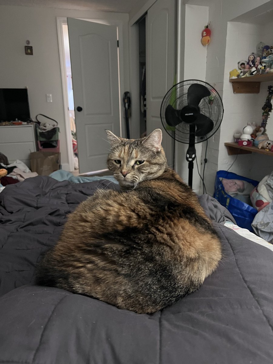 marble 🎱🐝 tweet media