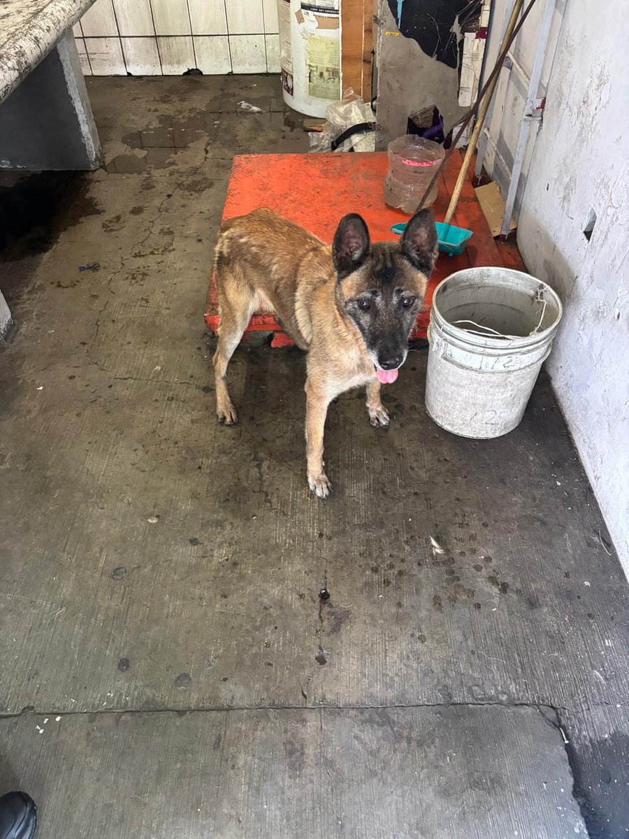 AdrianRubalcava's tweet photo. Esta mañana realizamos el rescate de un perrito detectado en la zona de vías de la Línea B, en la interestación Olímpica–Plaza Aragón.
De inmediato se coordinó un corte de corriente para llevar a cabo las maniobras de forma segura. El canino fue rescatado sin lesiones aparentes y trasladado a un cubículo de la estación Plaza Aragón.
Será canalizado al @ctcdelmetro para su valoración y atención médica. En el Metro, cuidarlos también es parte del viaje.