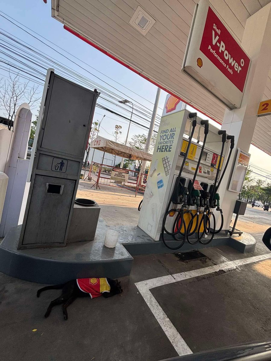 mga pusa sa daan tweet media