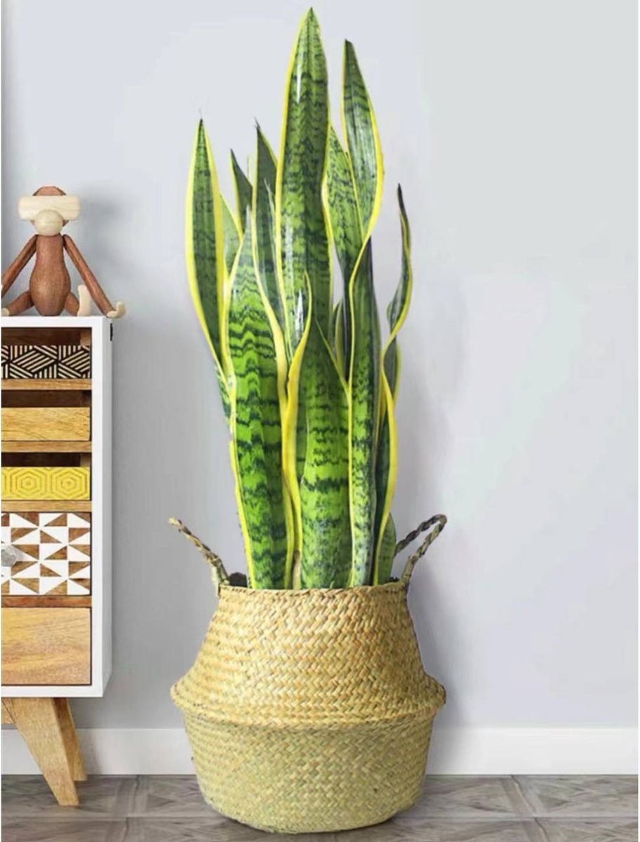 JOÃO BATISTA Braga tweet media