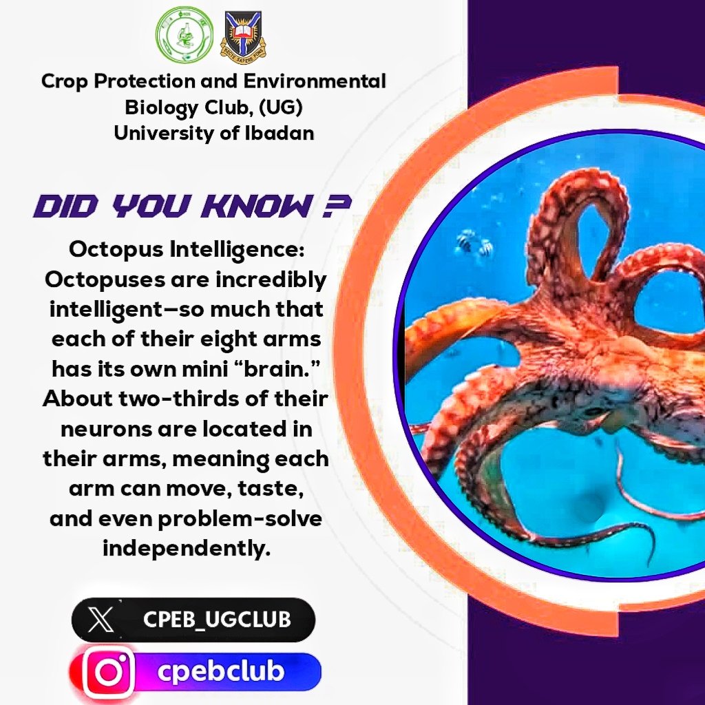 CPEB_UGCLUB's tweet photo. Yes! Each arm has a large cluster of neurons called a ganglion. That's the "mini brain". All 8 arms combined have about 350 million neurons - so roughy 2/3 of an octopus's neurons are in its arms, not its head. Basically, an octopus is like 9 brains working together. https://t.co/pB1weajvJV
