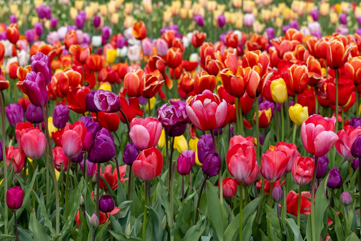 Ktuck_79's tweet image. Anyone for some colour #Red photos? 

Let’s see what you’ve got….

Oh….tulips…go on then! 🙄🤭
