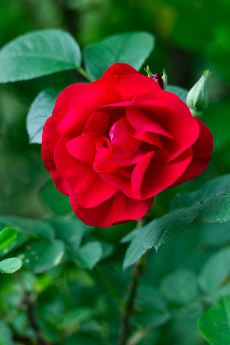 Jacques-Yves Cousteau tweet media