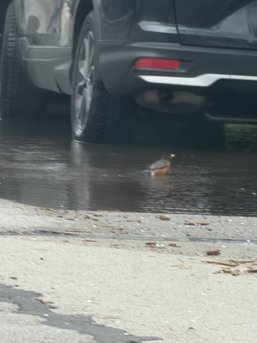 darah of a wimpy kid tweet media