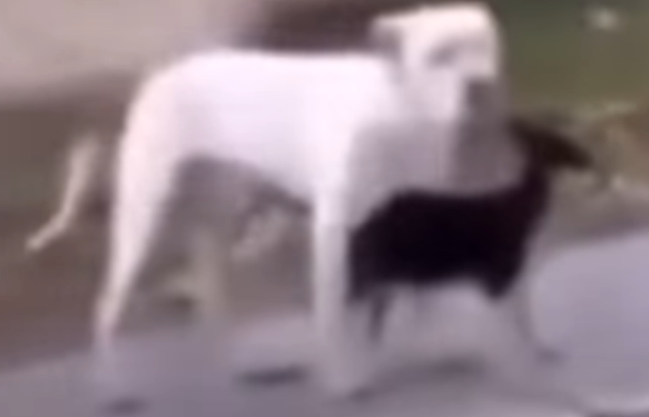 Kirby J. Kirby tweet media