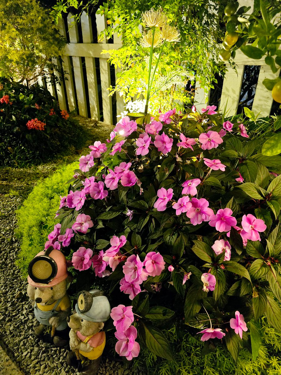 Banane Gun 🍌🔫 tweet media