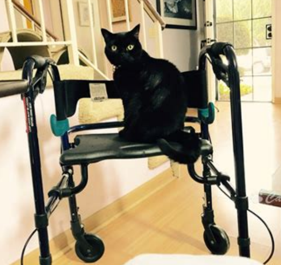 There are some days you need to shallow your own pride and realize you need help. I live with chronic pain, and some days are difficult to move around. It's scary but also no shame using tools to keeping yourself safe. <3 If you hear funny sounds on stream some days this is me.