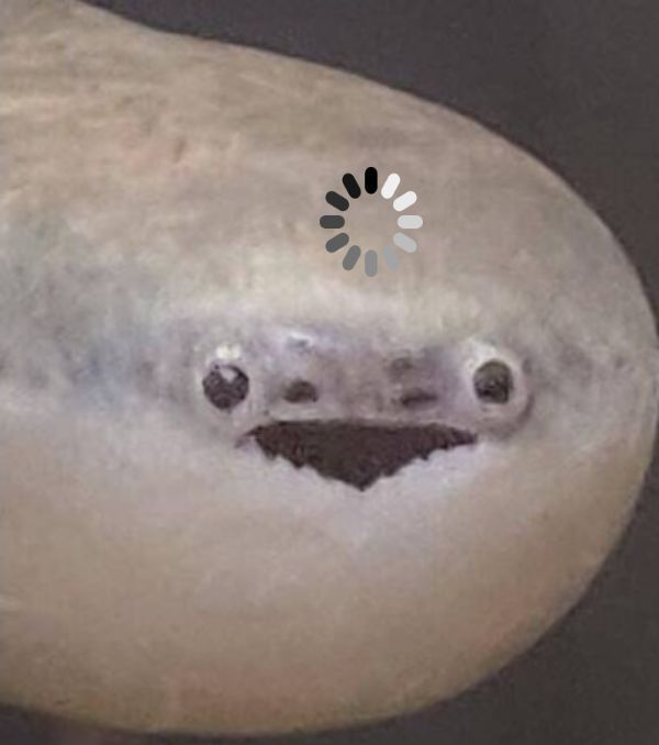 🪷🐸JunoSwampter🐸🪷 tweet media