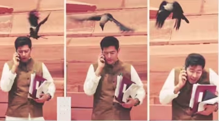 Maybe that crow was a Kejriwal fan who read Raghav Chadha's betrayal before anyone else?