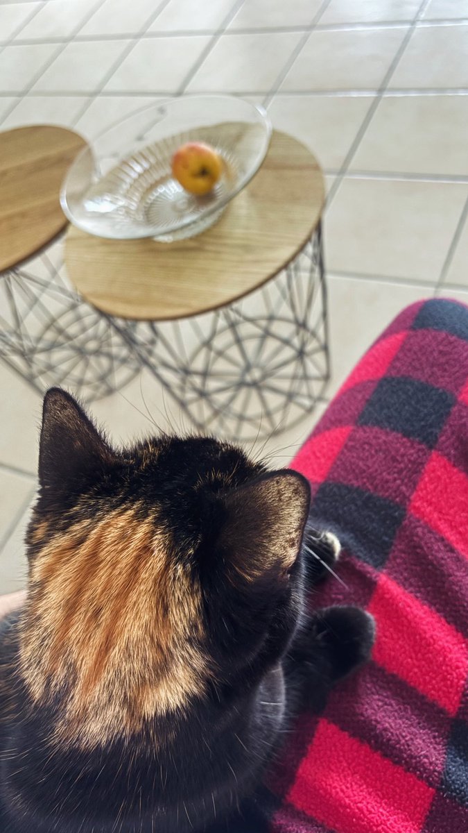 🇲🇶 🇵🇸 tweet media