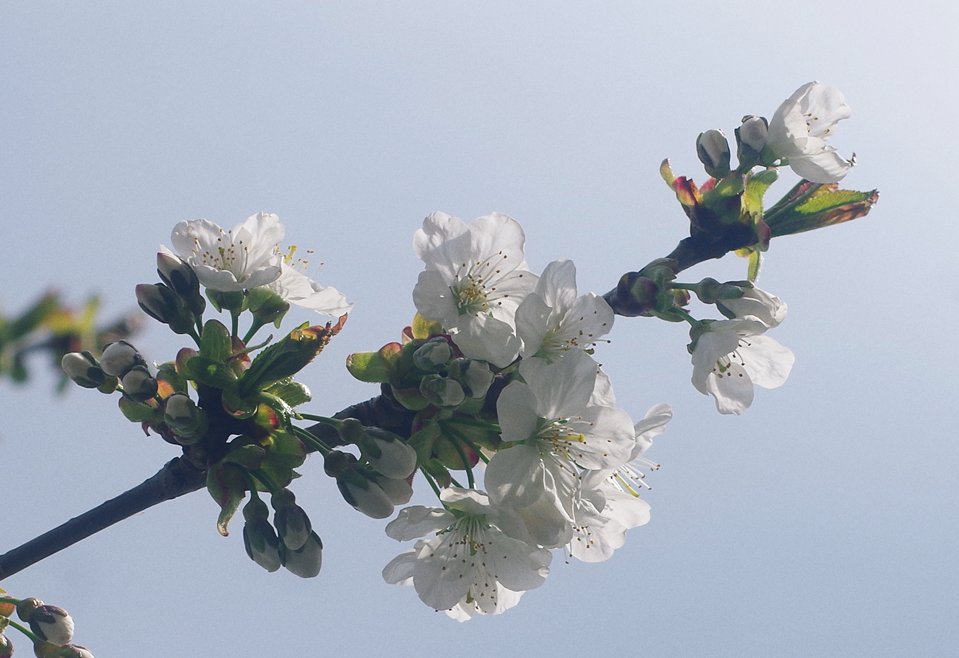 Krnąbrny tweet media