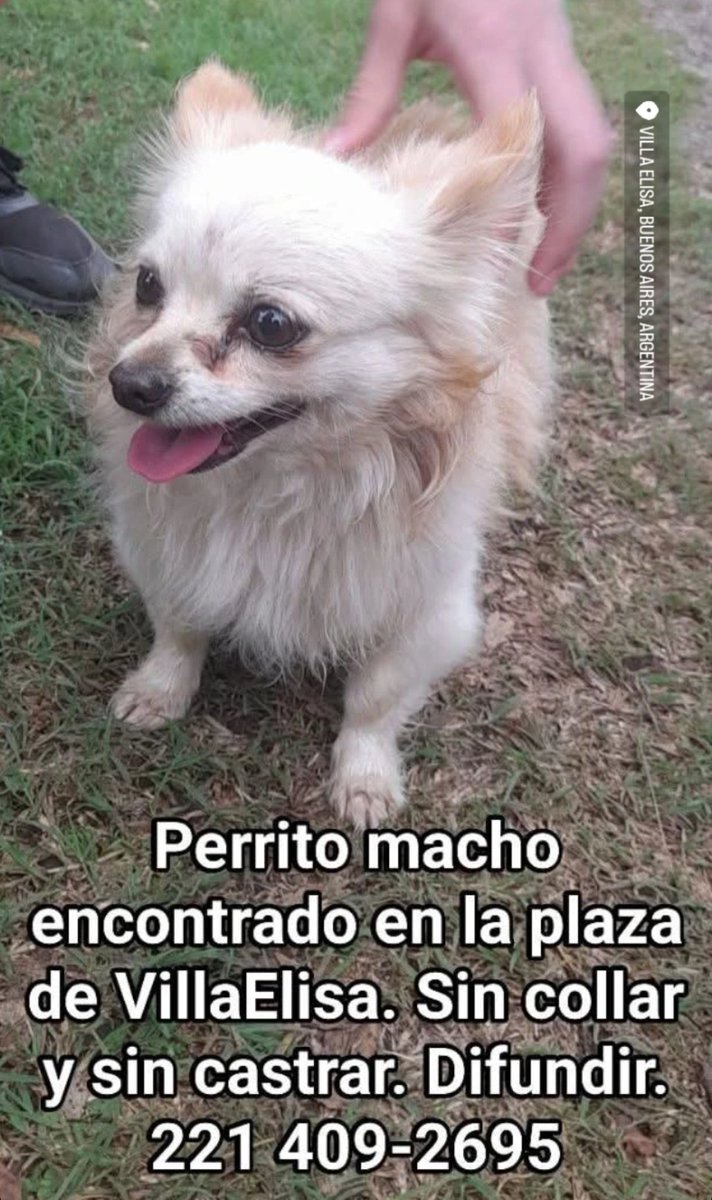 Callejeritos El Rincón tweet media