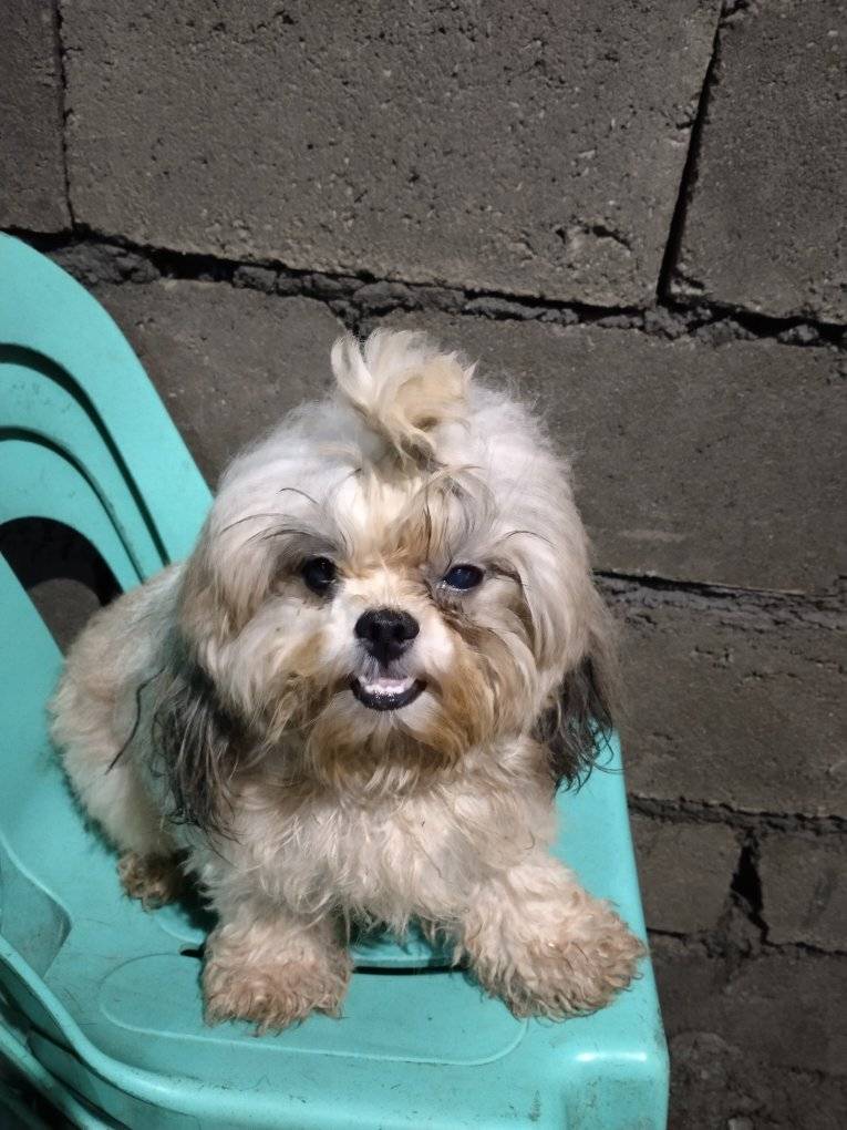 Good morning Everyone. It's #ThrowbackThursday As always remembering our Angel Teacup. He'd happily sit out in the farmyard all day watching the world go by. He never wanted to be anywhere else. Have a Great Day. Teacups family.xx🇵🇭🐶❤️💗🥰😍👍
#dogs #dogsofX #thursdayvibe
