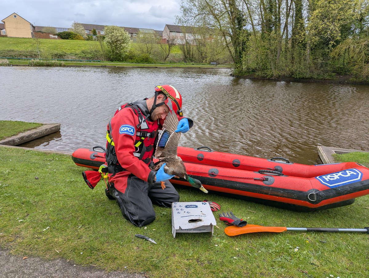 joynes85's tweet image. Mallard Duck rescue today in #Liverpool he was hanging over an island by fishing line attached to a tree. Incredibly he was uninjured and has been released back to the wild. 🦆❤️🤙