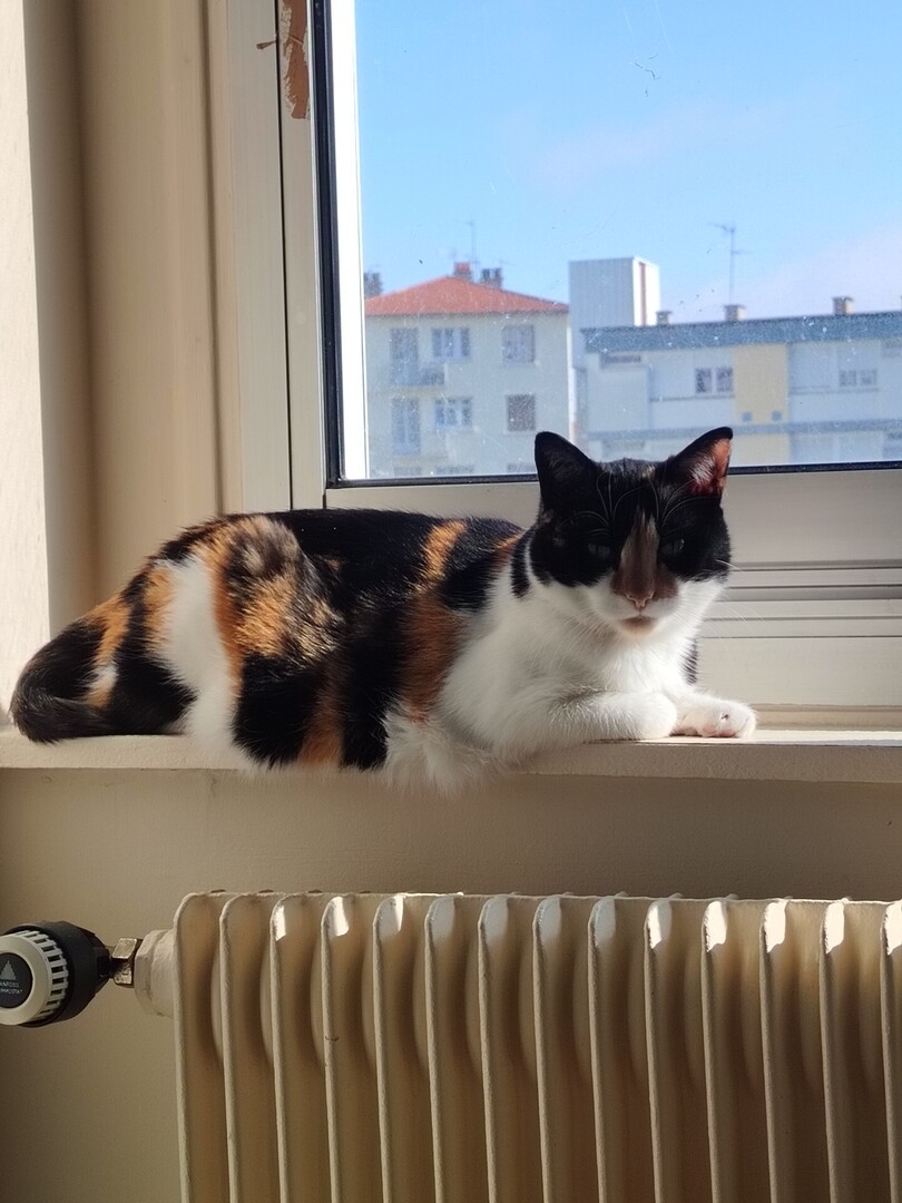 vigipets's tweet image. 🟠 🐱 Chat perdu le 14/04/2026 à Le Perreux-Sur-Marne (94170).
Race : Européen / Âge : 8 an(s)
Nouschka / Femelle / Identifié(e) : Oui

☎️ 0650677717
📧  tinkerbell.pan.fd@gmail.com

#chatperdu #chattrouve #chat #perdu #trouve