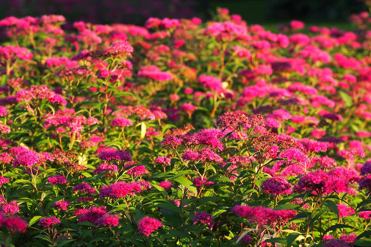 Gardeners_Path_'s tweet image. How and When to Prune Spirea Shrubs - Ornamental spring- or summer-flowering shrubs, spirea need an annual pruning to look their best. Learn how to prune spirea for sumptuous shrubs in this guide on Gardener's Path. #pruningtips #gardening gardenerspath.com/plants/ornamen…