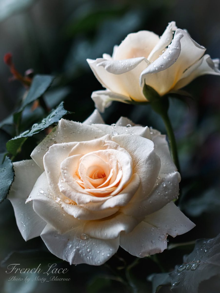 ♡ 💕♡¸.•𝑨𝒏𝒈𝒆𝒍•.¸♡ 💕♡ tweet media