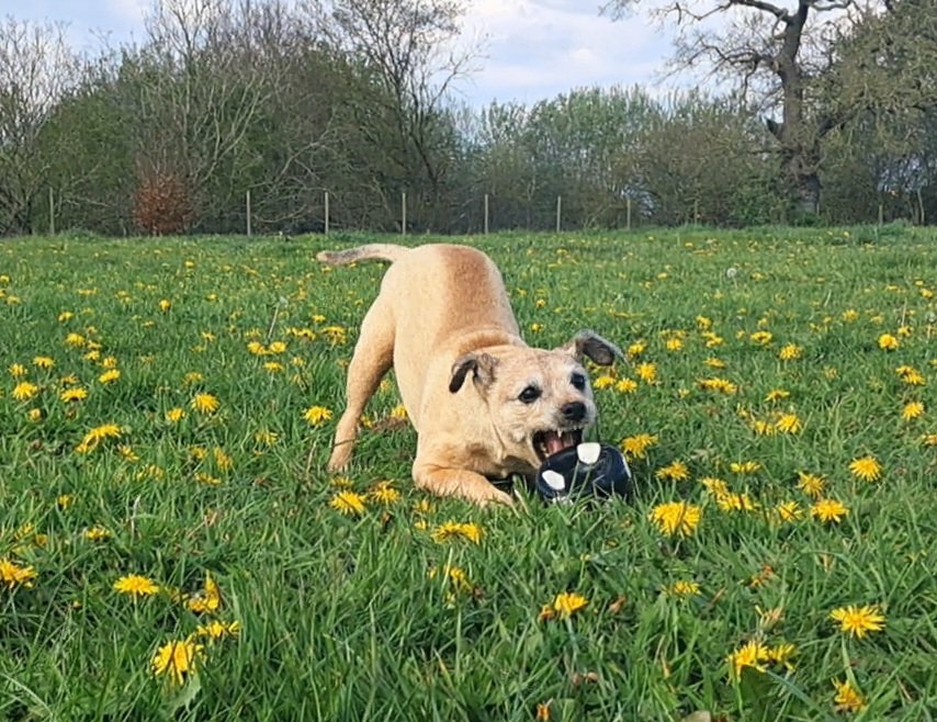PEGGY🌈 NELLY AND BERTIE xxx tweet media
