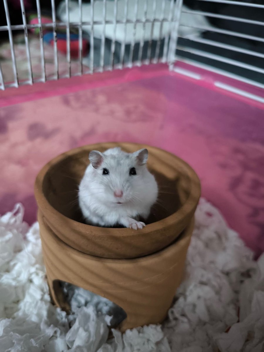SocialDeeee's tweet photo. Having pet hamster is a bliss ✨ https://t.co/r2GaE847ZC