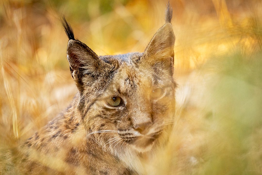 Francisco Romero I WildLife Photographer tweet media