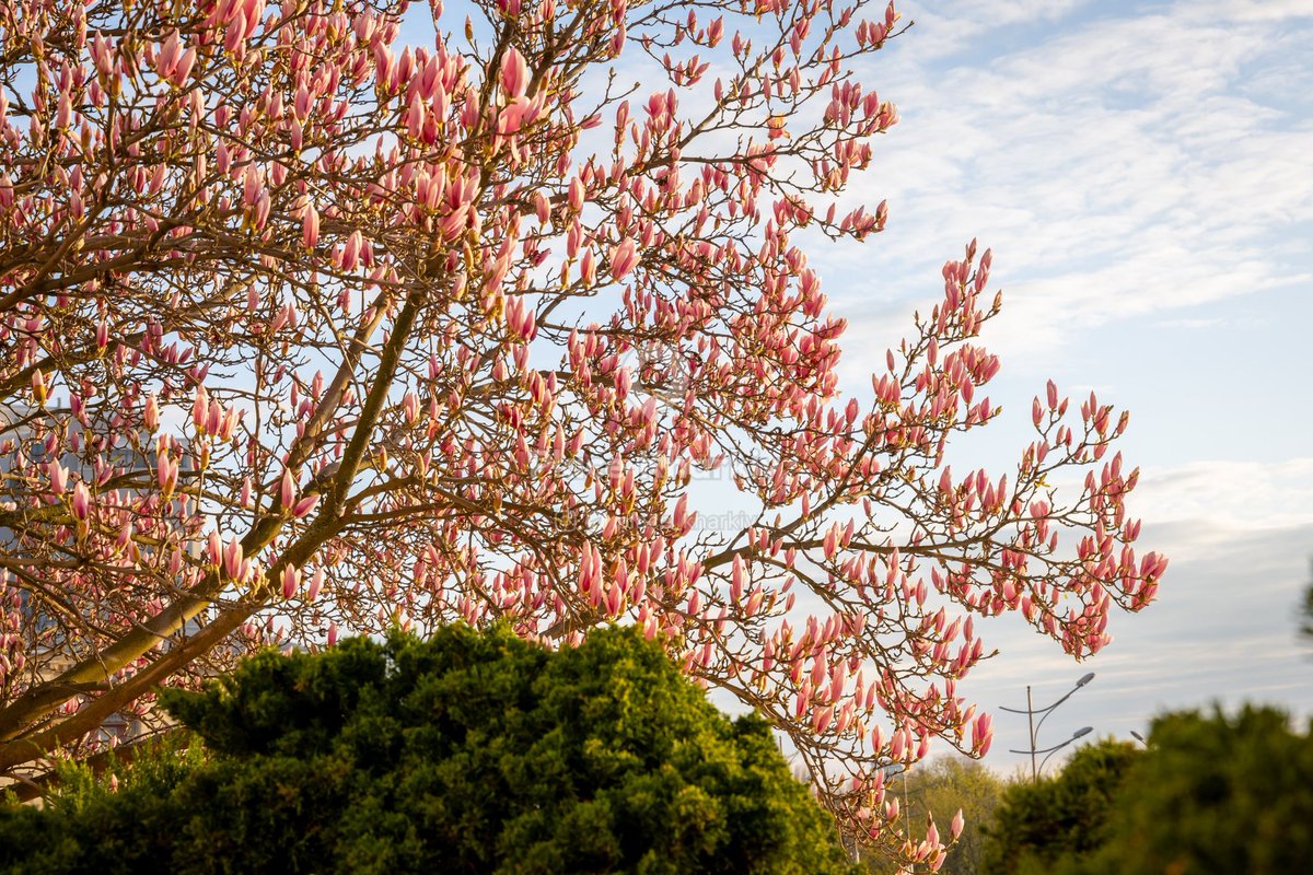 GajulaMaruti's tweet photo. Kharkiv is blooming and it feels odd. In a place where time has stopped, where the world isn't spinning and we're stuck in an endless February, spring still comes and brings hope 🌸 https://t.co/U7T7YsN8MH