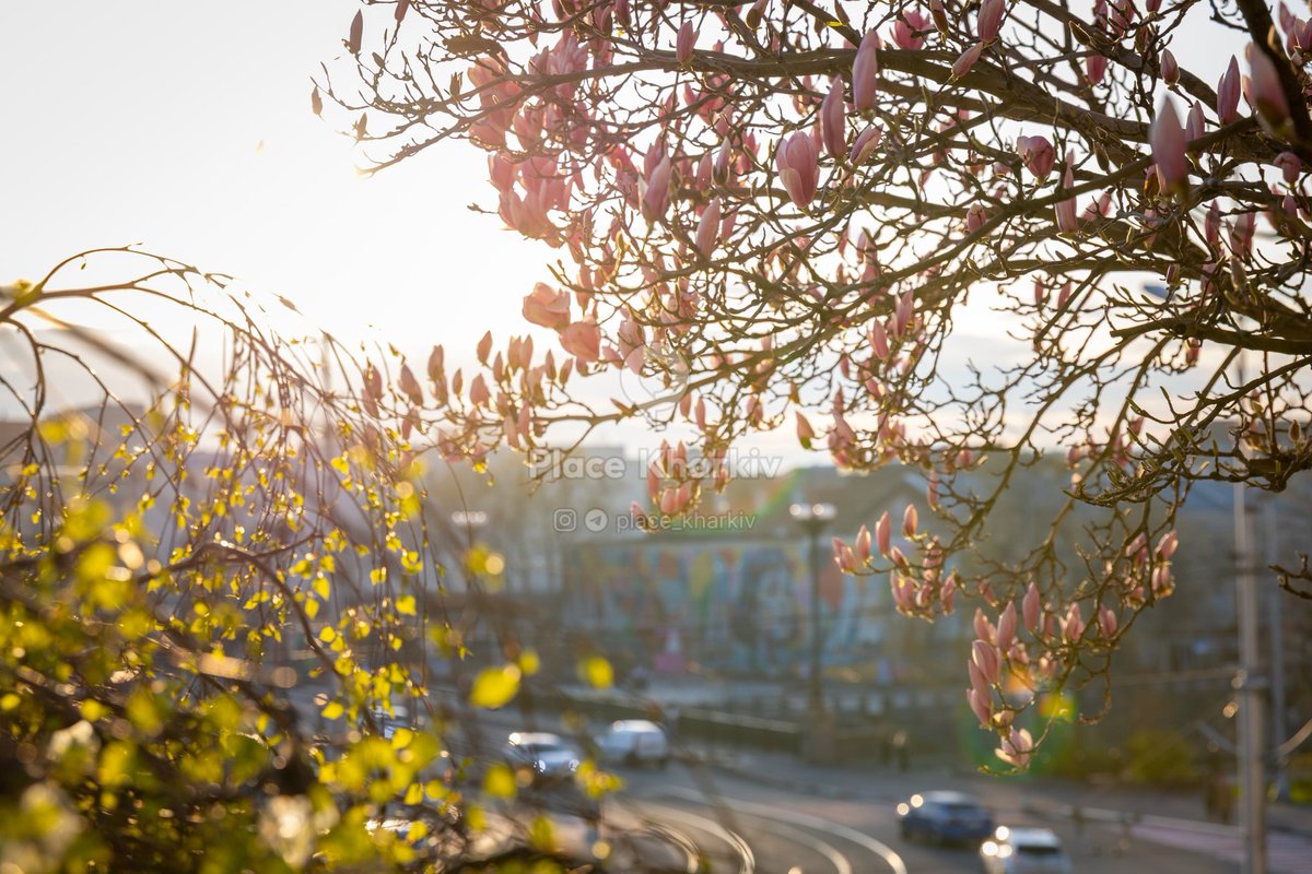 GajulaMaruti's tweet photo. Kharkiv is blooming and it feels odd. In a place where time has stopped, where the world isn't spinning and we're stuck in an endless February, spring still comes and brings hope 🌸 https://t.co/U7T7YsN8MH