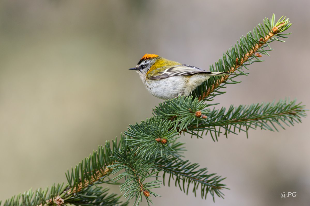 Piotr Grześ tweet media