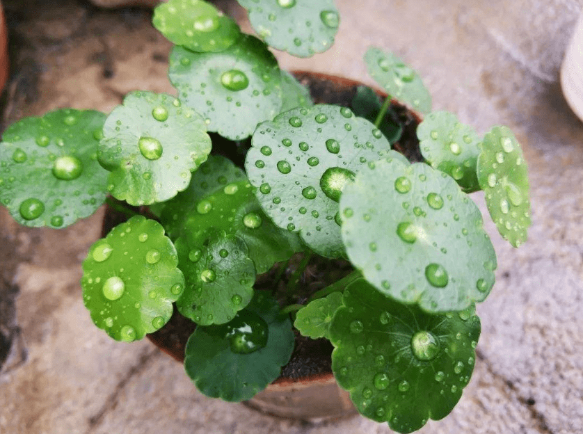 Michael Engell tweet media