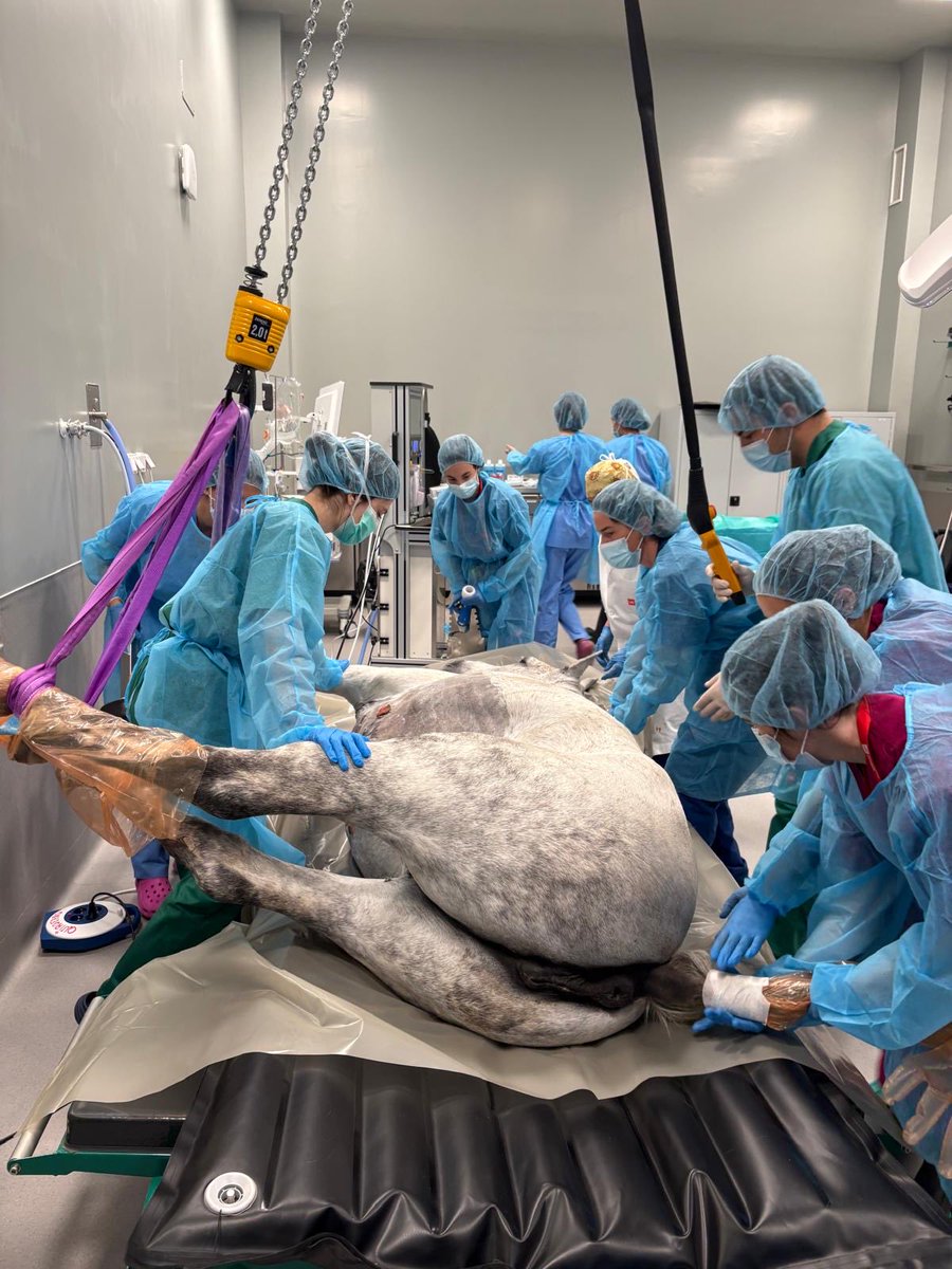 Santuario Vegan tweet media