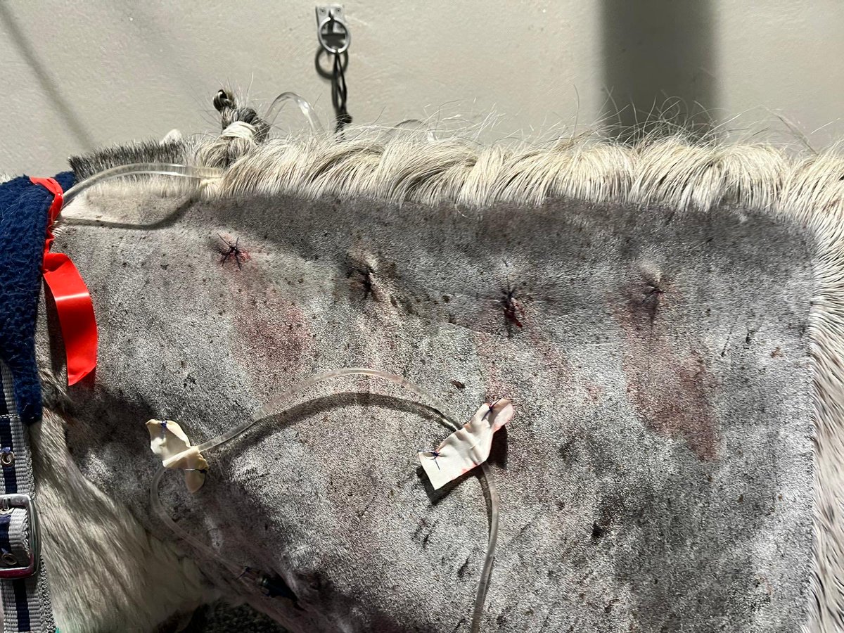 Santuario Vegan tweet media