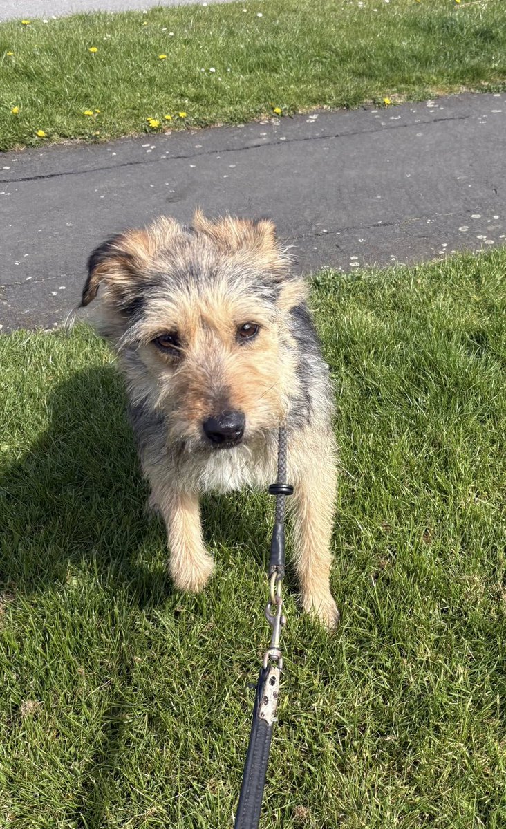 Carwyn is in #Lincolnshire  He's a handsome 4 ish yr-old boy with a heart full of love. Sadly he has spent a long time in rescue, which has left him a little nervous around new people at first.
imminghamdogshome.org/form/
#Grimsby #mablethorpe #Scunthorpe #Filey #Hornsea #Bridlington