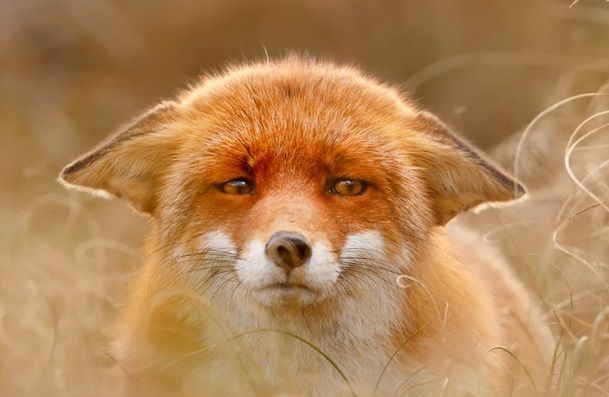 Richard Nines (RK900) | 𝖜𝖊𝖗𝖊𝖋𝖔𝖝 𝖊𝖛𝖊𝖓𝖙 tweet media