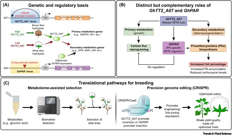TrendsPlantSci's tweet photo. A metabolic hotspot rewires cotton fiber traits https://t.co/bQ8lweLn17 #plantscience https://t.co/BprikUuQXg