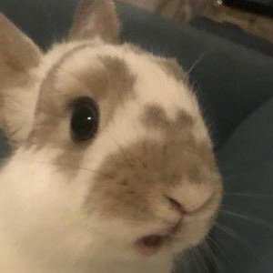 최립우 토끼 tweet media